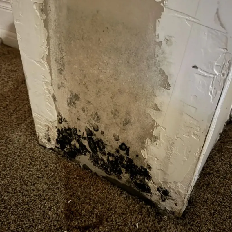 Professional Mold Removal in Ferry Pass, FL
